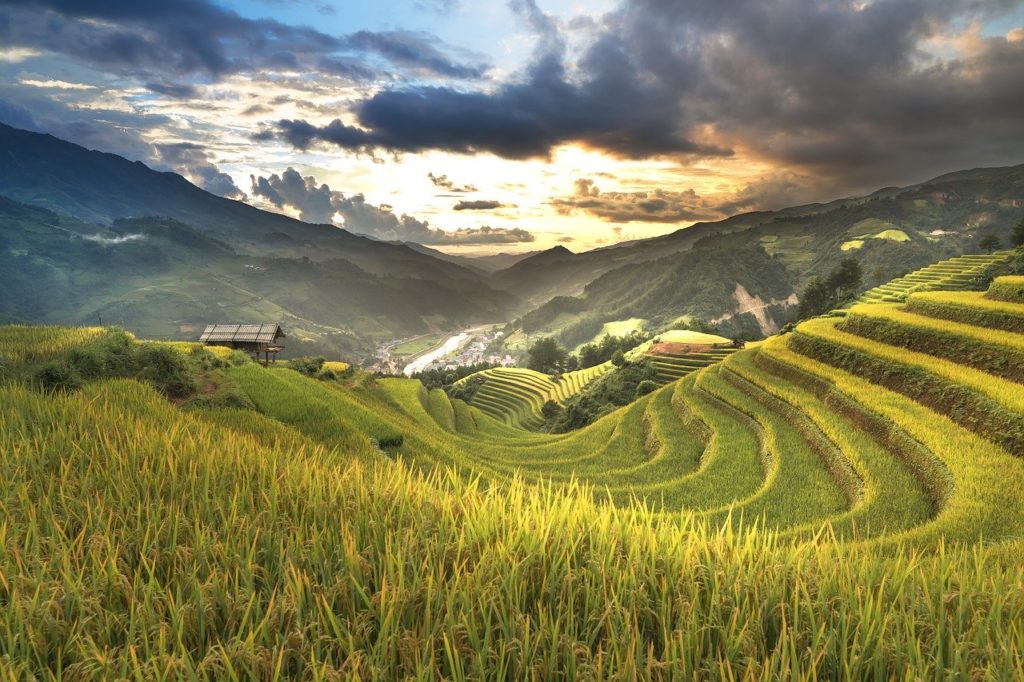 vietnam, rice, rice field