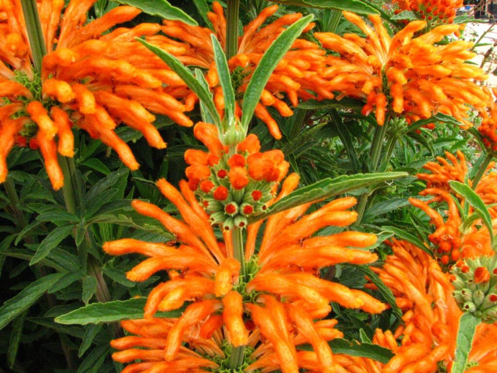 Fleurs orange avec s2is Dagga sauvage