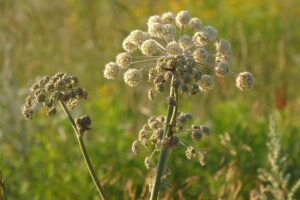 angelica, weed, meadow
