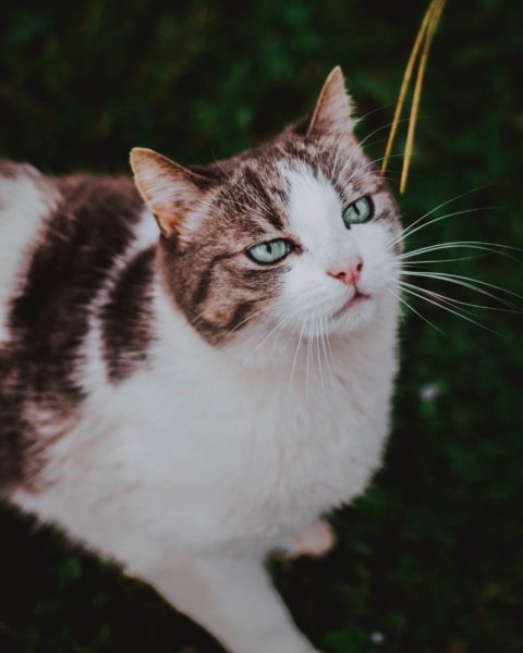 picture of a cat