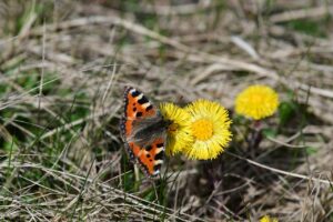 coltsfoot, blossom with butterfly, spring