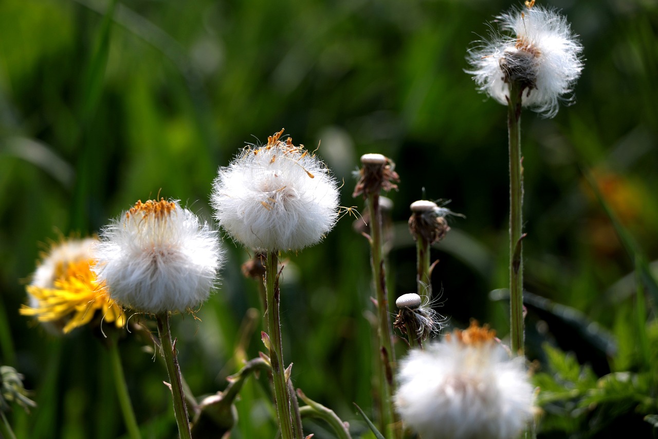 coltsfoot, fluff, finished blooming