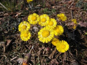 coltsfoot, march, early bloomer