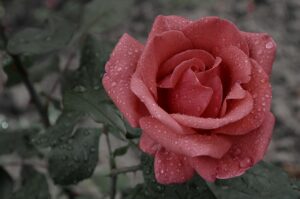 flor, papel pintado de flores, rosa