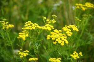 flowers, tansy, nature