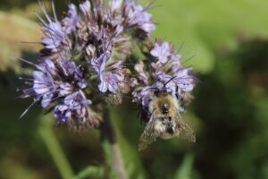 insecte, abeille, pollinisation