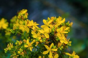 johannis herbes, fleurs, jaune