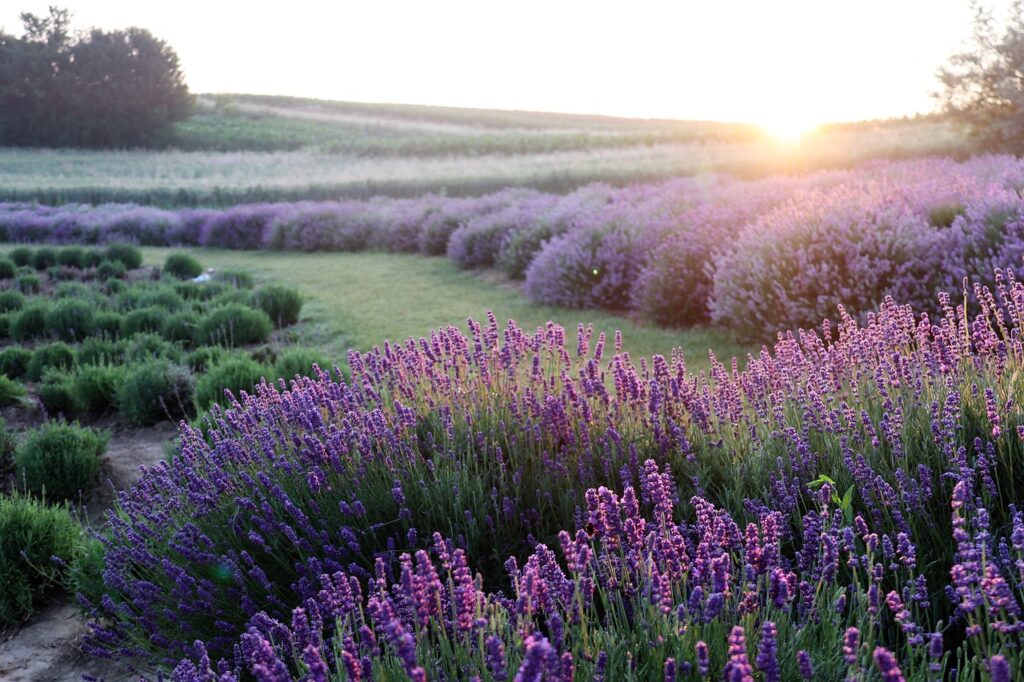 lavender, flowers, beautiful flowers