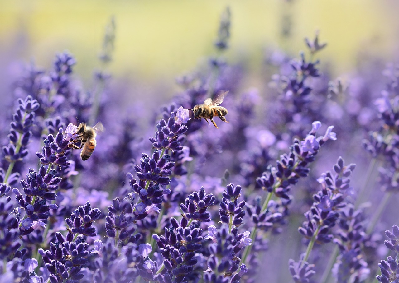 lavandes, abeilles, pollinisation