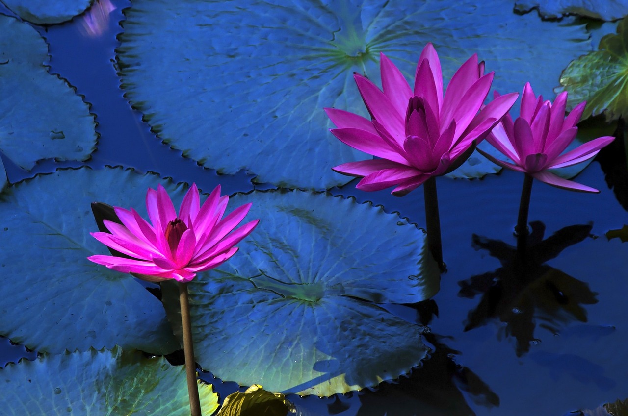 fleur de lotus, nénuphar, plante