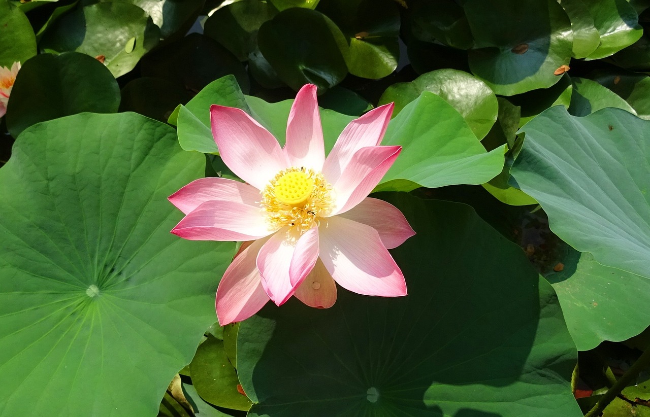 Lotus sacré (Nelumbo nucifera)