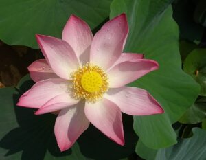 lotus, flower, pink