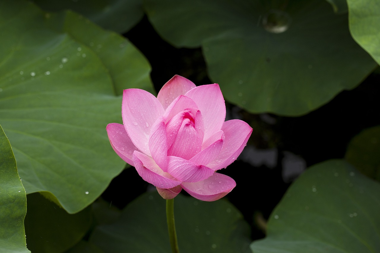 loto, flor, hojas de loto