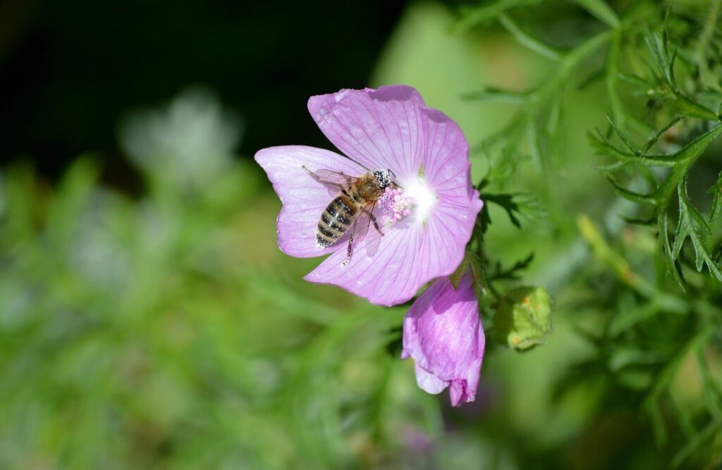 malvavisco, abeja melífera, polinización
