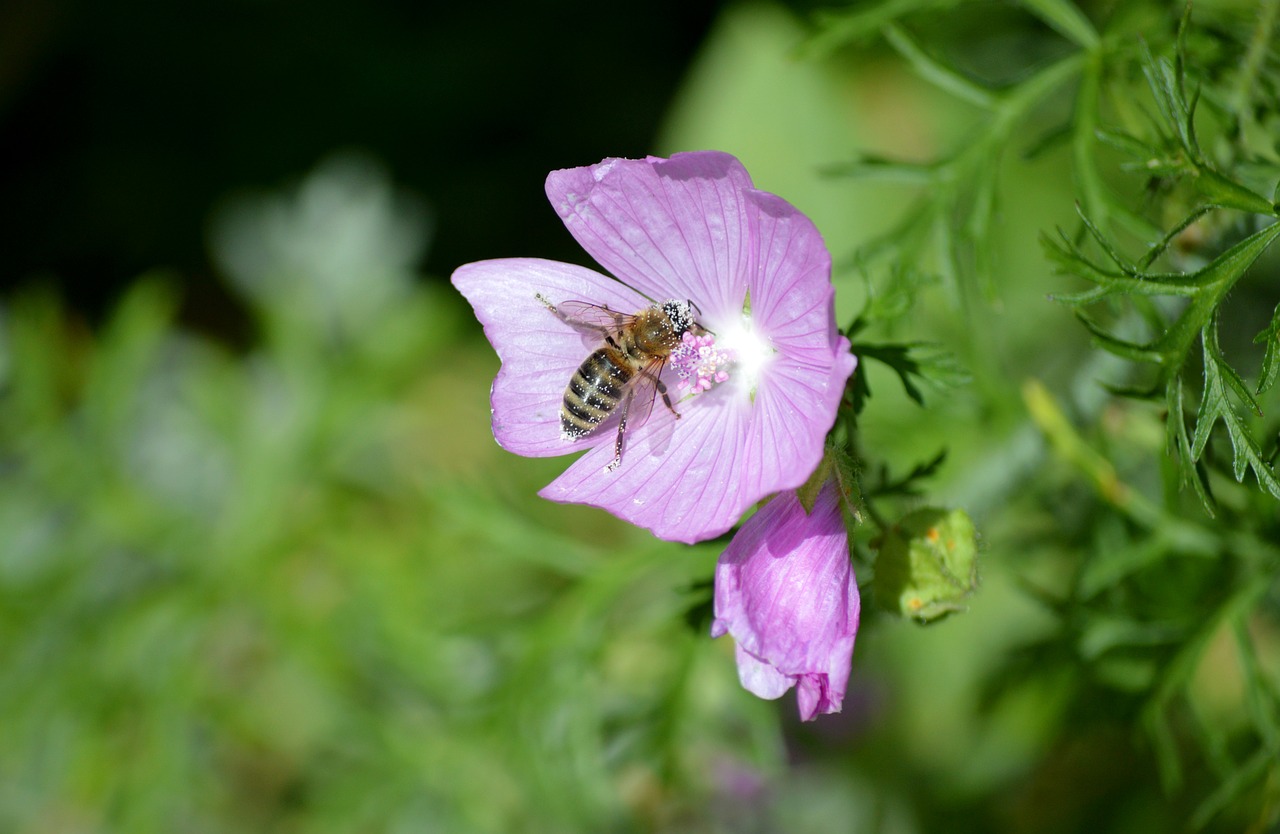 guimauve, abeille, pollinisation