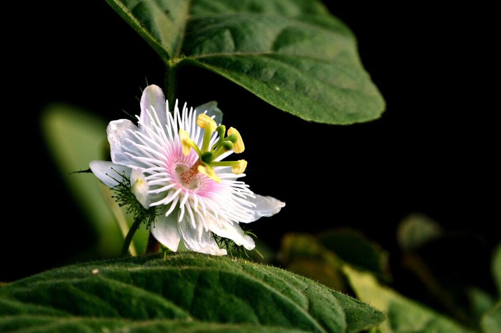 passiflora, passion flower, flower