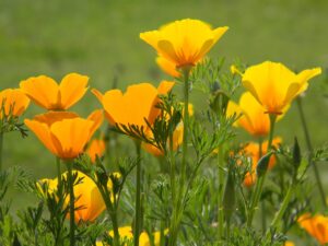 amapola, flor silvestre, california