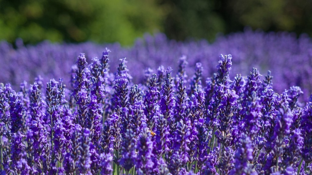 Jardin du Soleil lavender fields