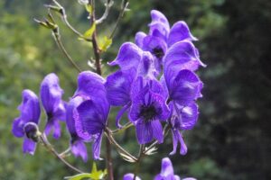 scutellaire, fleurs de violette, jardin