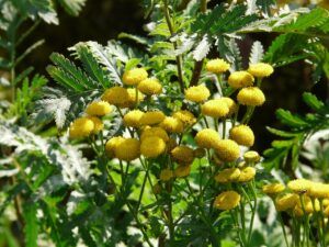 tansy, flower background, flower