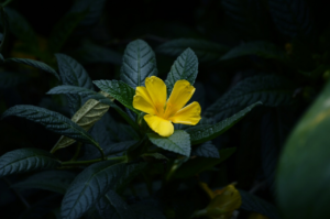 turnera ulmifolia, aliso amarillo, damiana